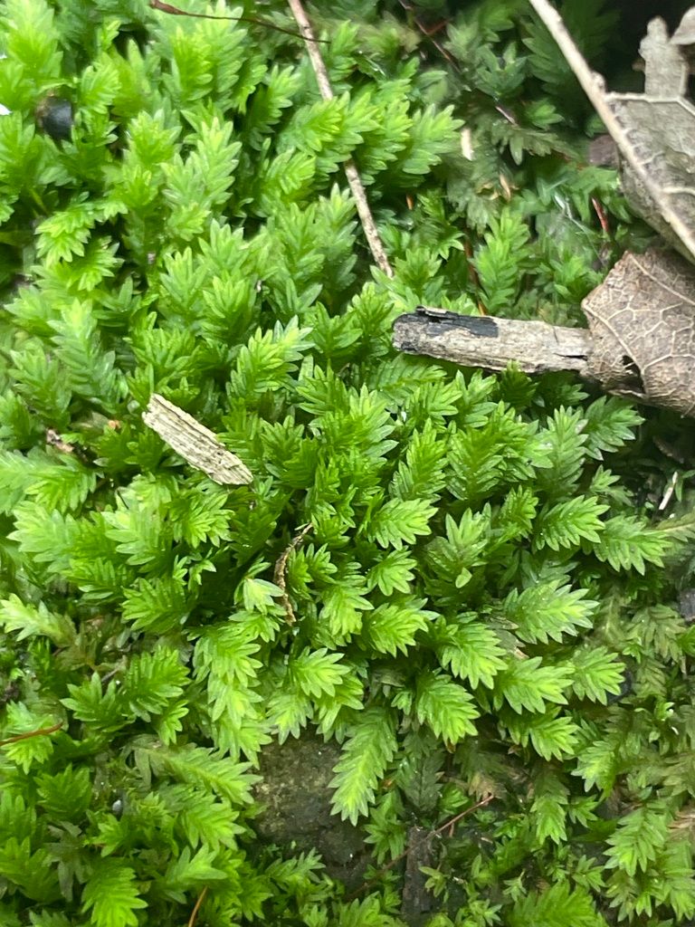 Common Pocket-moss
