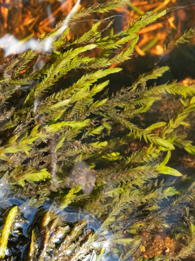 Greater Water-moss