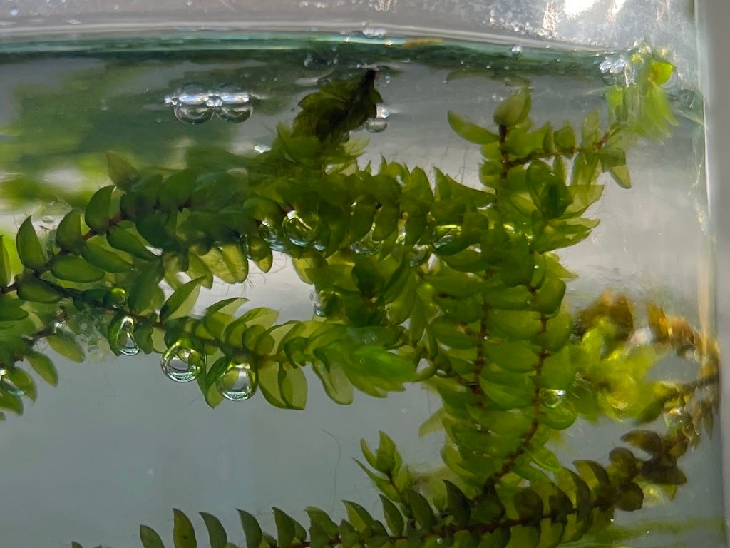 Alpine Water-moss
