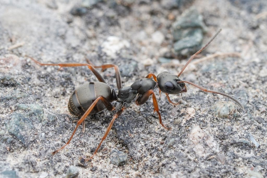 Dusky Ant