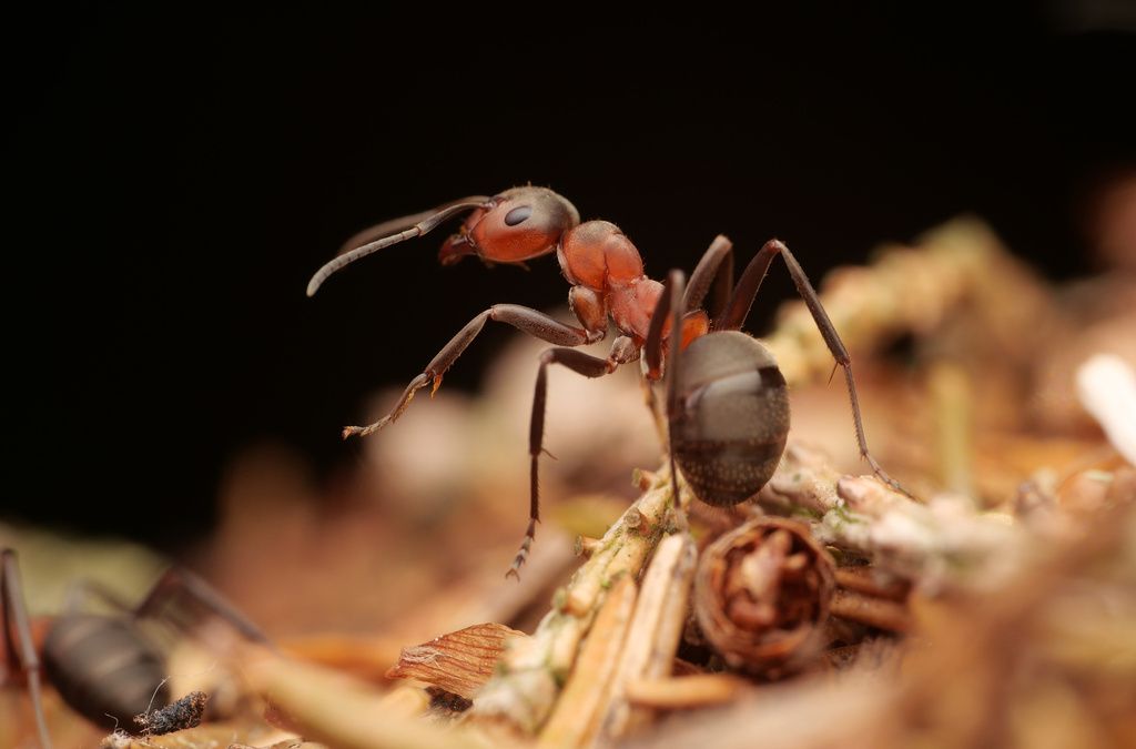 Red Wood Ant