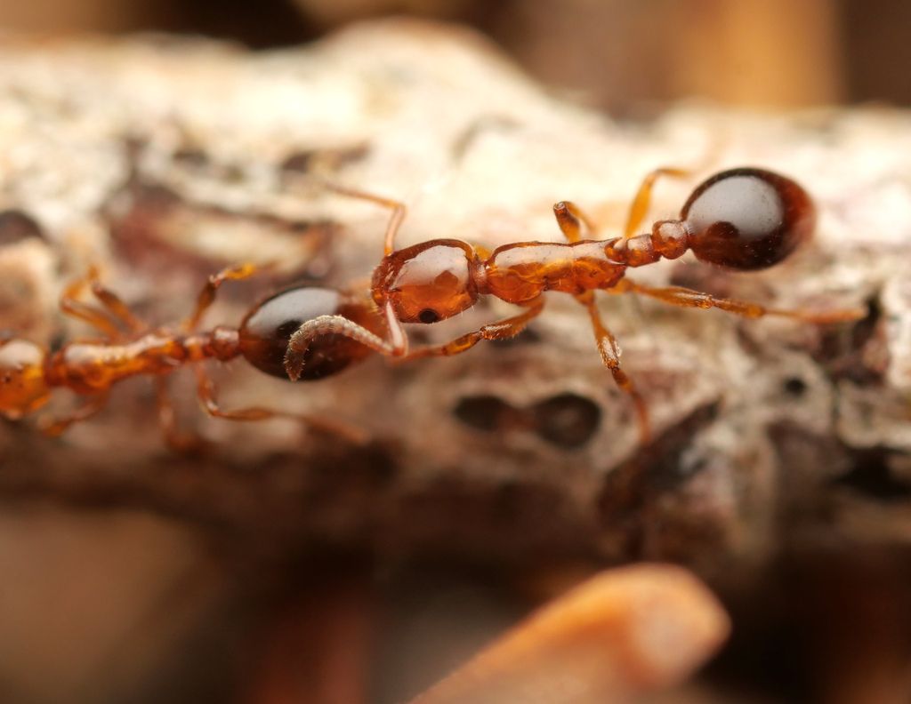 Shining Guest Ant