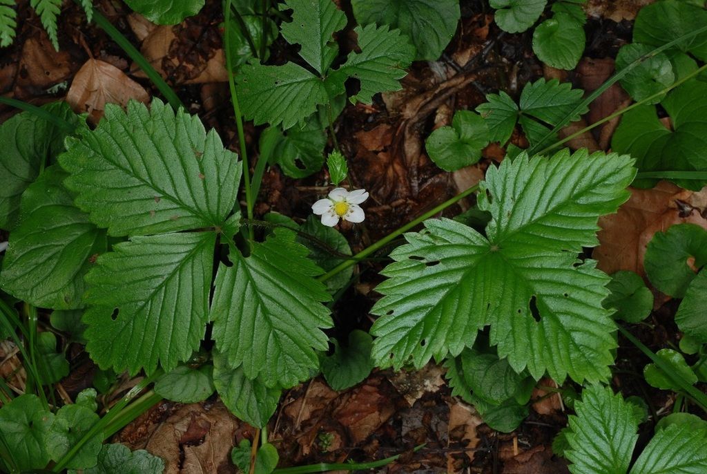 Wild Strawberry