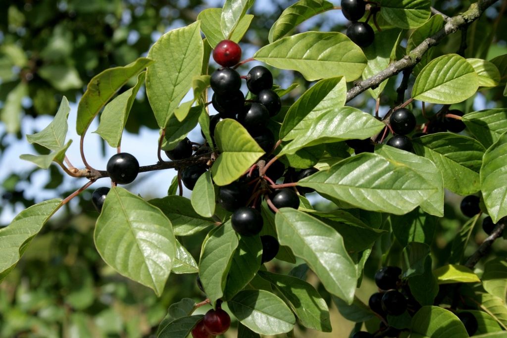 Alder Buckthorn