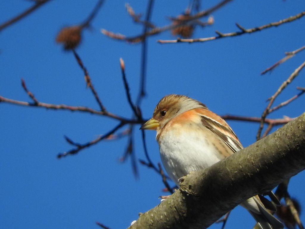 Brambling