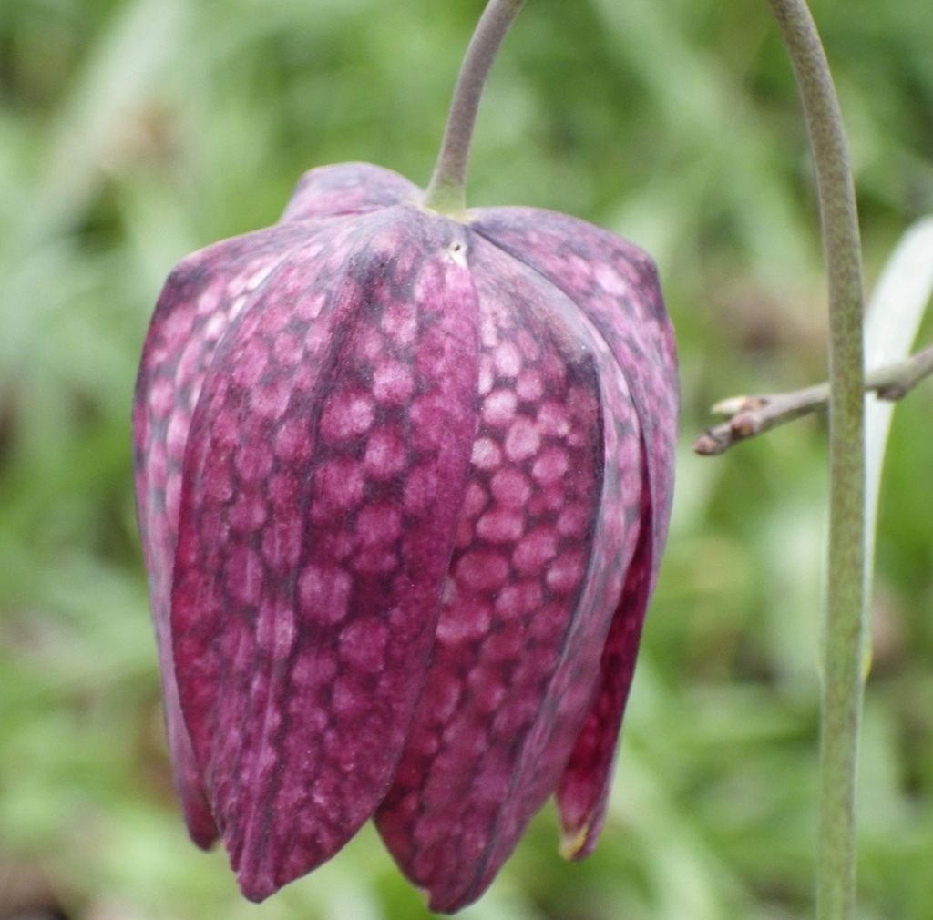 Fritillary