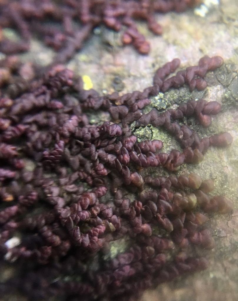 Dilated Scalewort