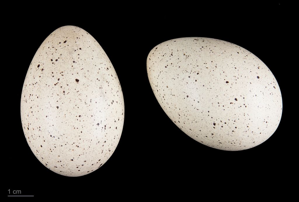 Eurasian Coot