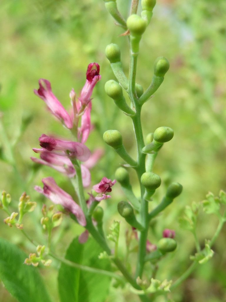 Common Fumitory