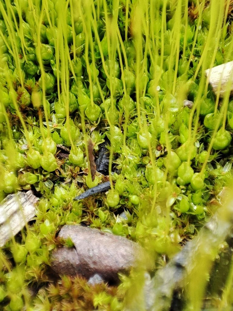 Common Cord-moss