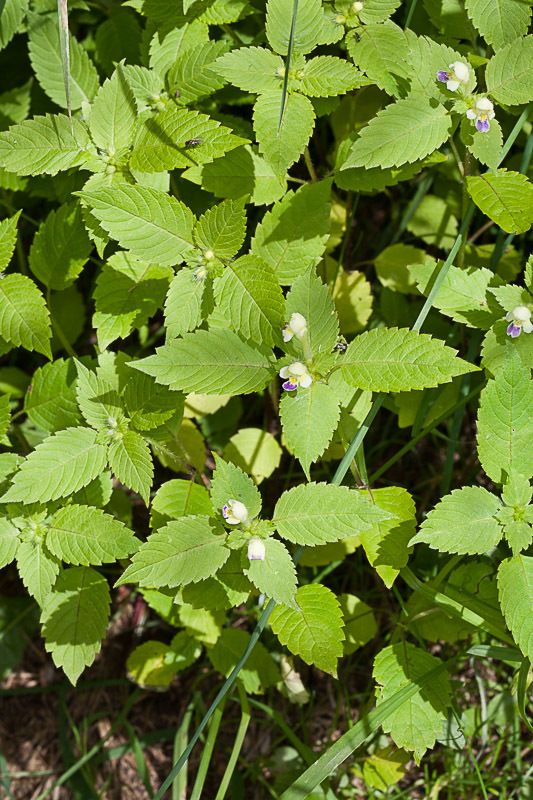 Large-flowered Hemp-nettle