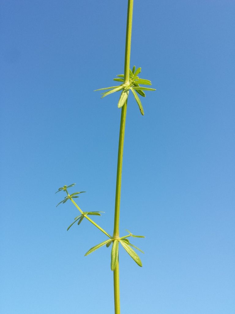 Hedge Bedstraw