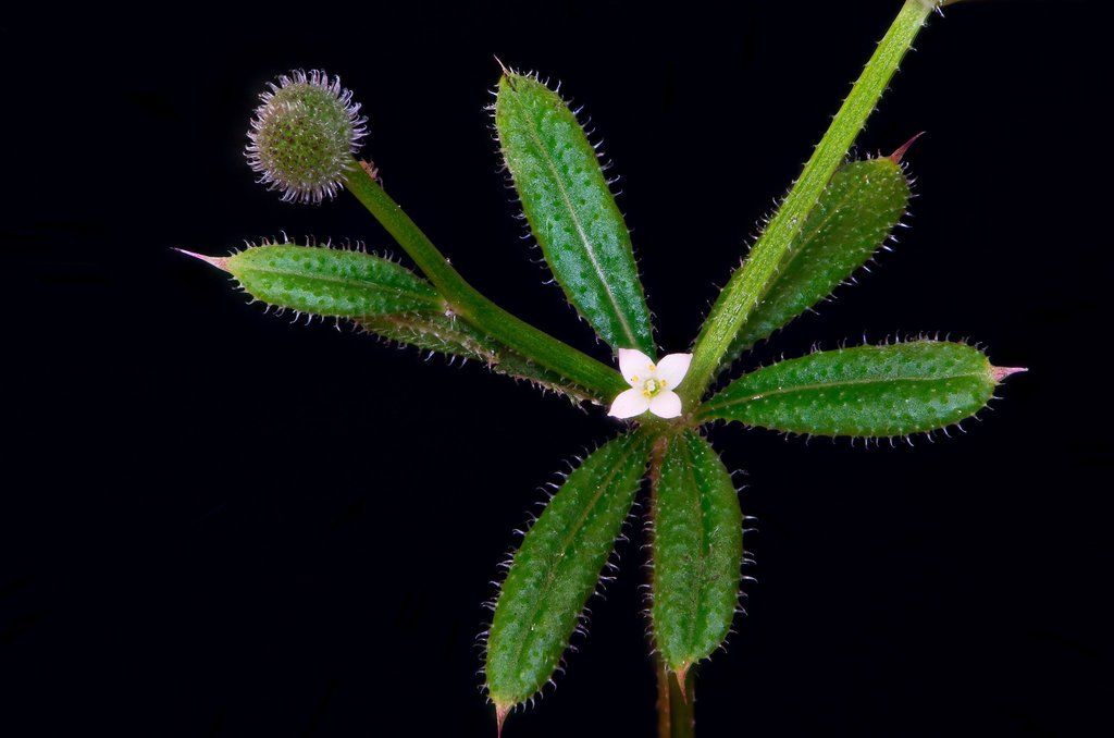 Cleavers