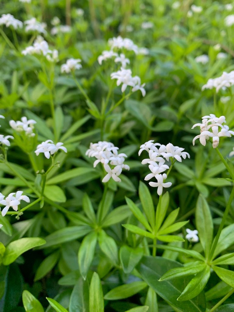 Woodruff