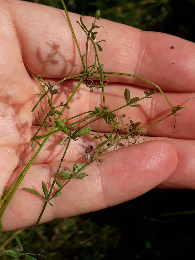 Marsh-bedstraw