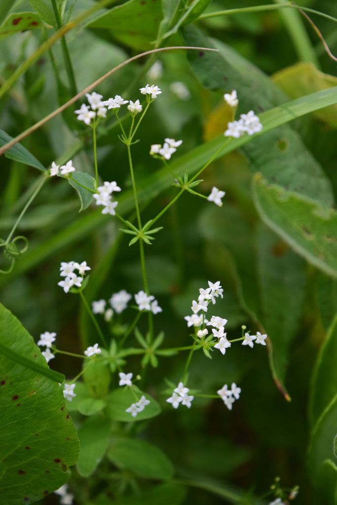 Fen Bedstraw