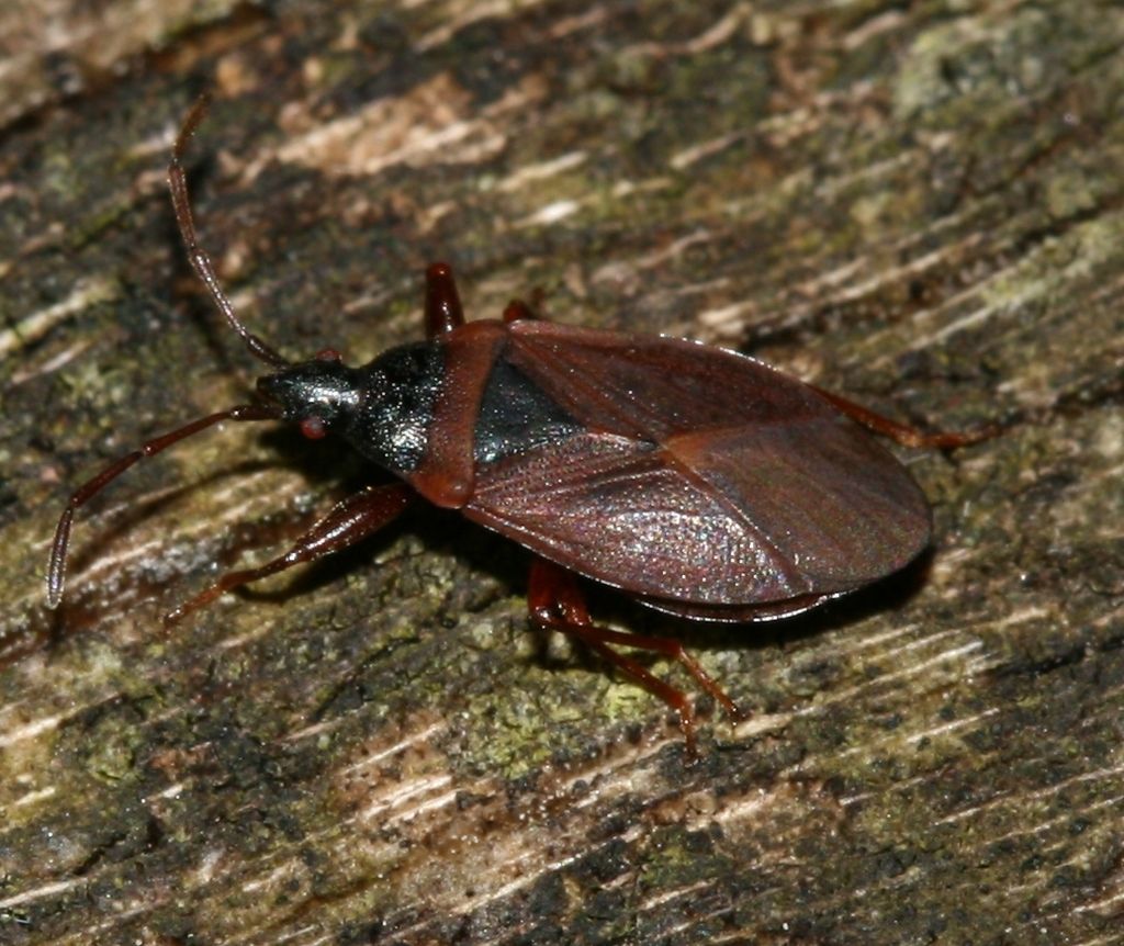 Pine Cone Bug