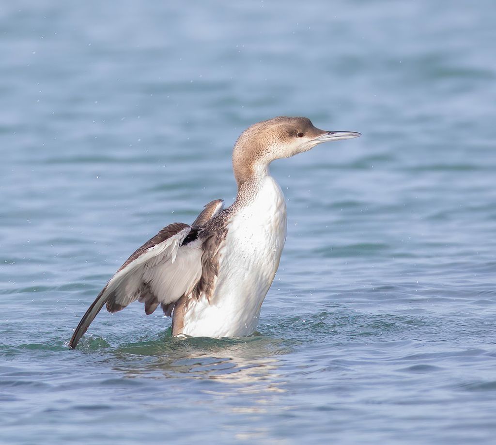 Arctic Loon