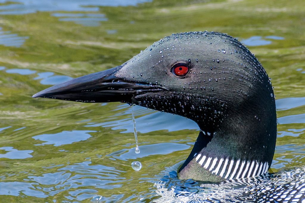 Common Loon