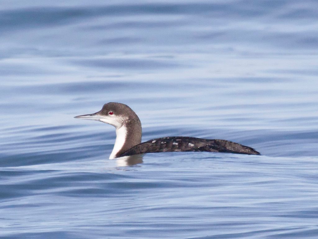 Pacific Loon