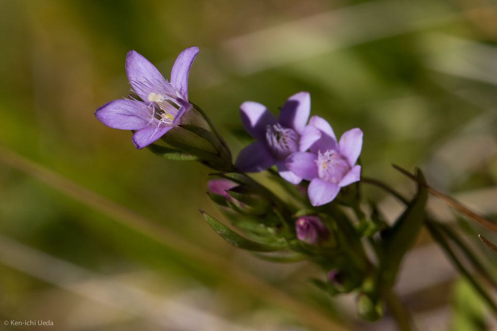 Autumn Gentian