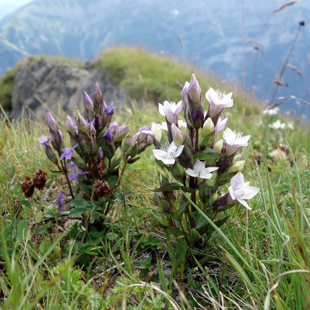 Field Gentian