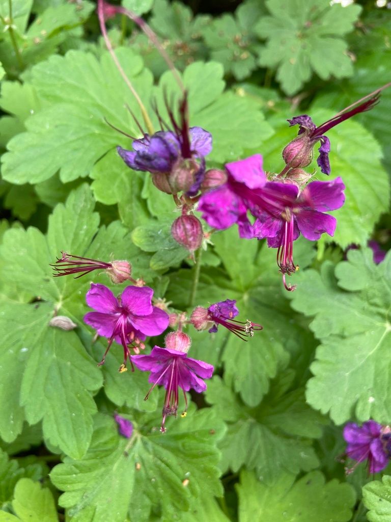 Rock Crane's-bill