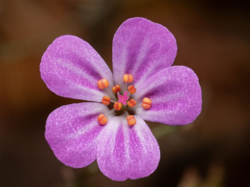 Herb-Robert