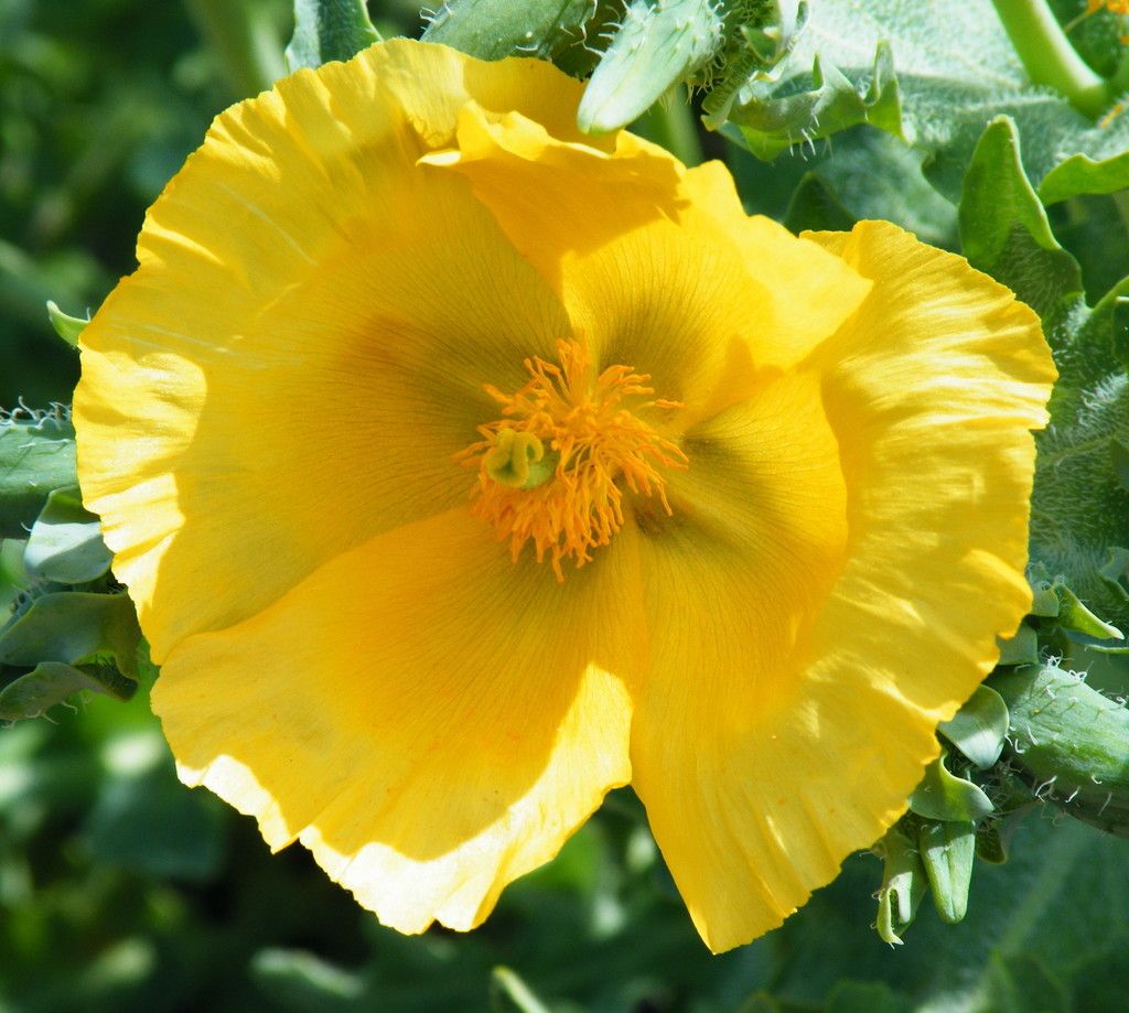Yellow Horned-poppy