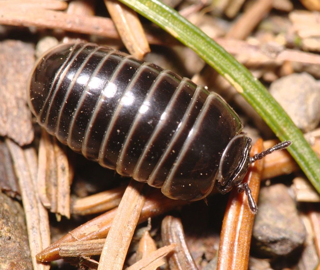 Pill Millipede