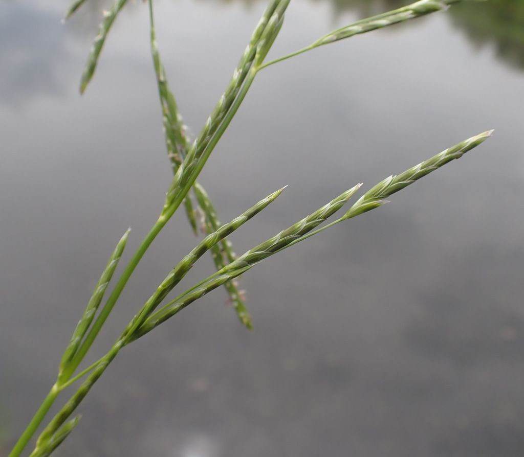 Floating Sweet-grass