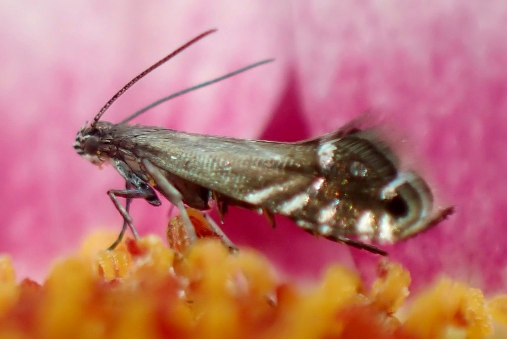 Cocksfoot Moth