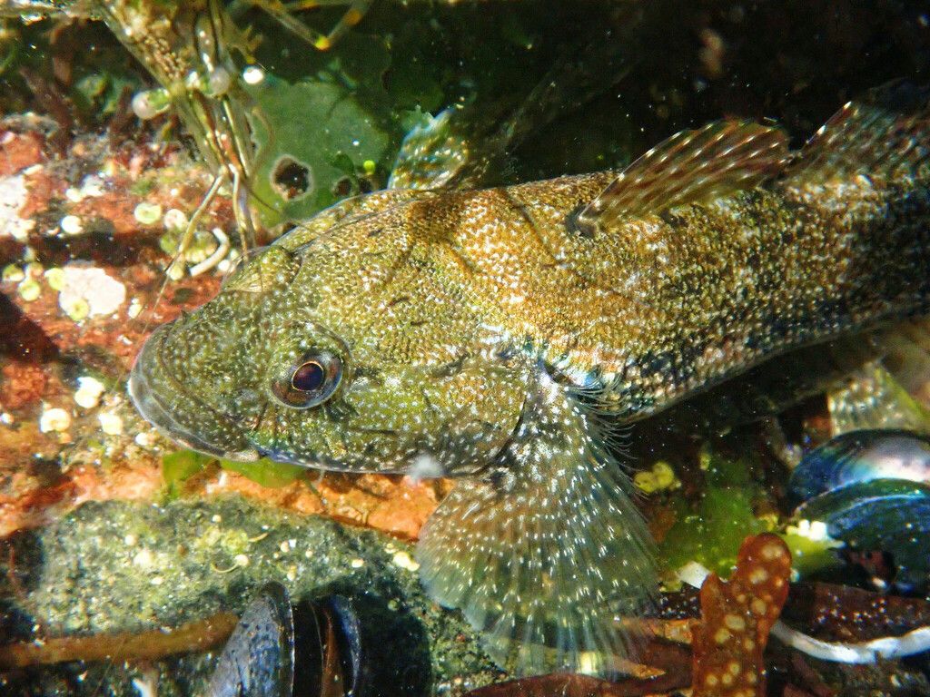 Giant Goby