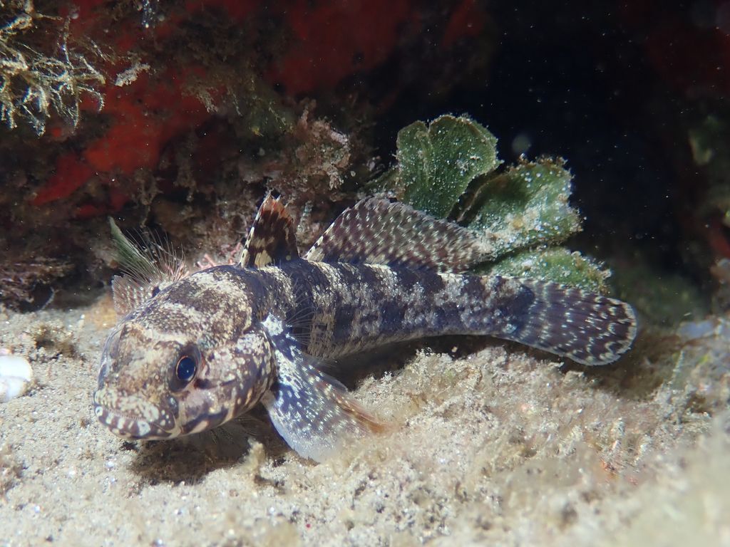 Rock Goby