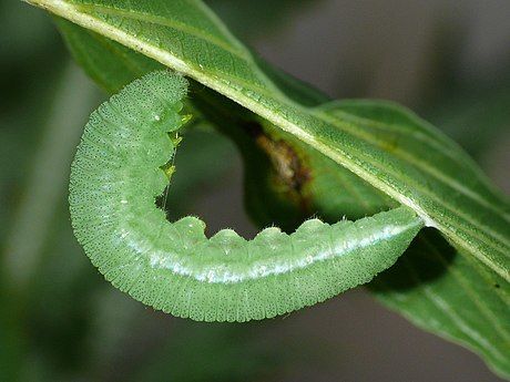 Brimstone
