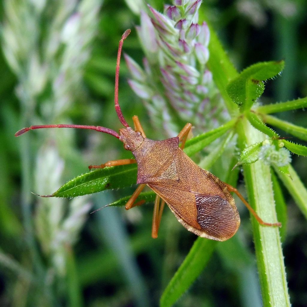 Box Bug