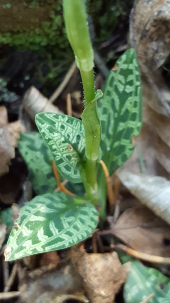 Creeping Lady's-tresses