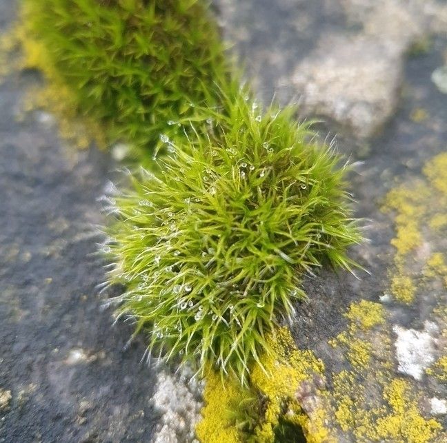 Hair-pointed Grimmia