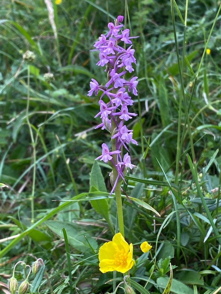Common Fragrant-orchid