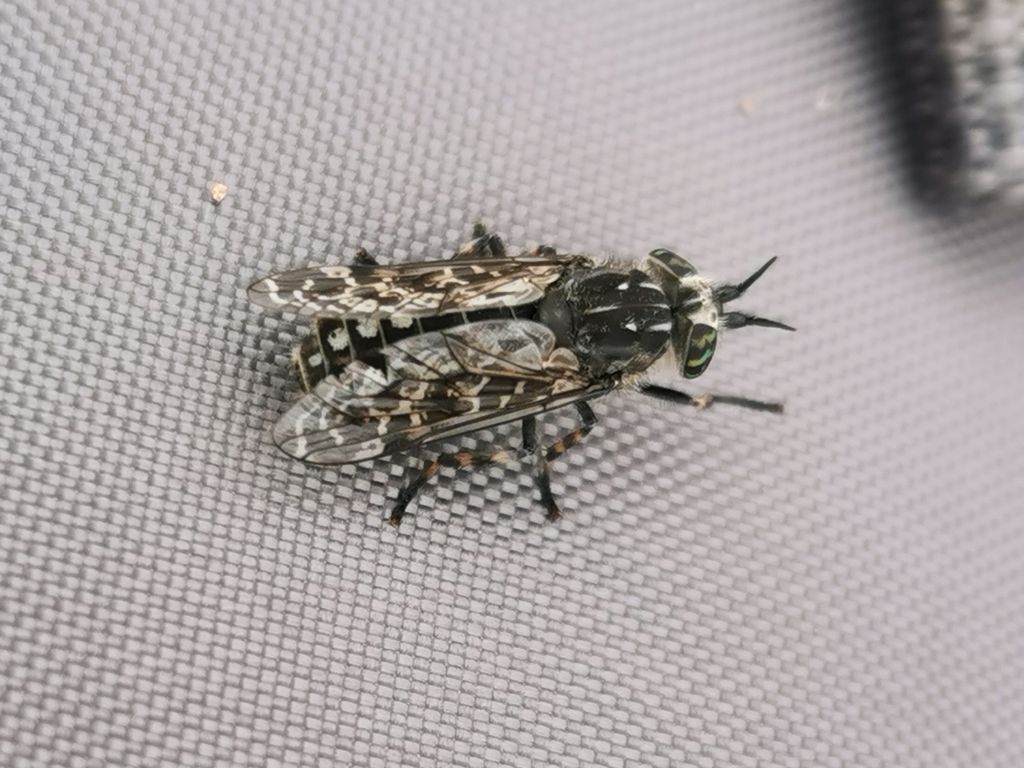 Black-horned Cleg