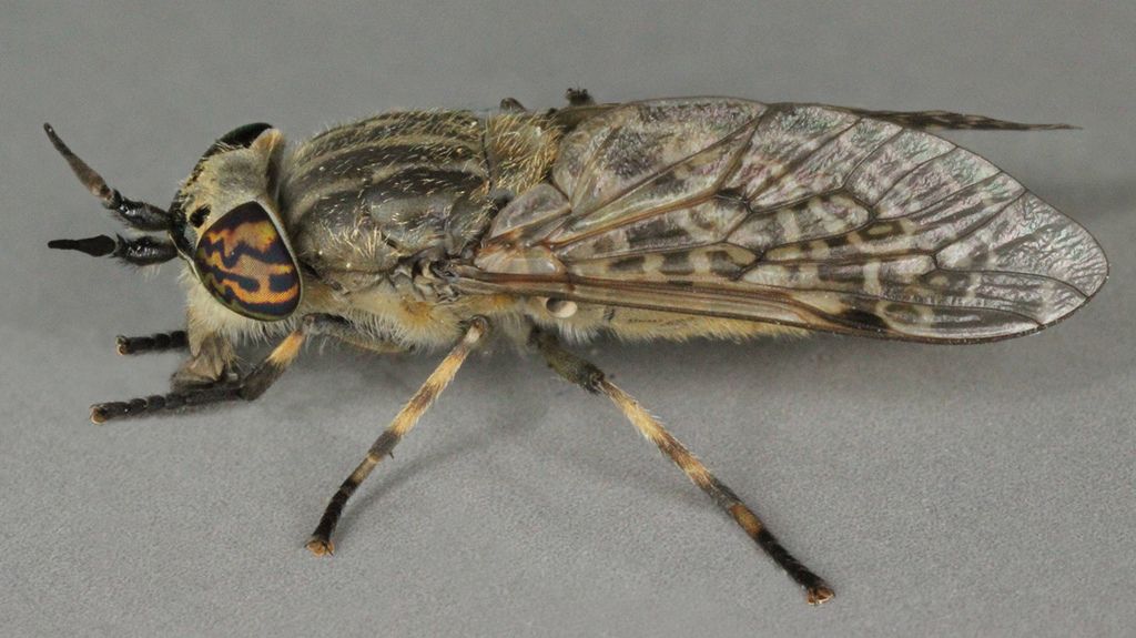 Notch-horned Cleg