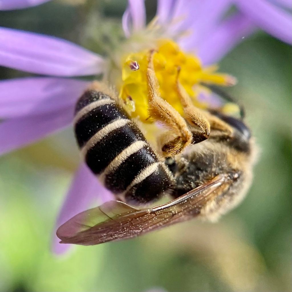 Yellow-legged Furrow Bee