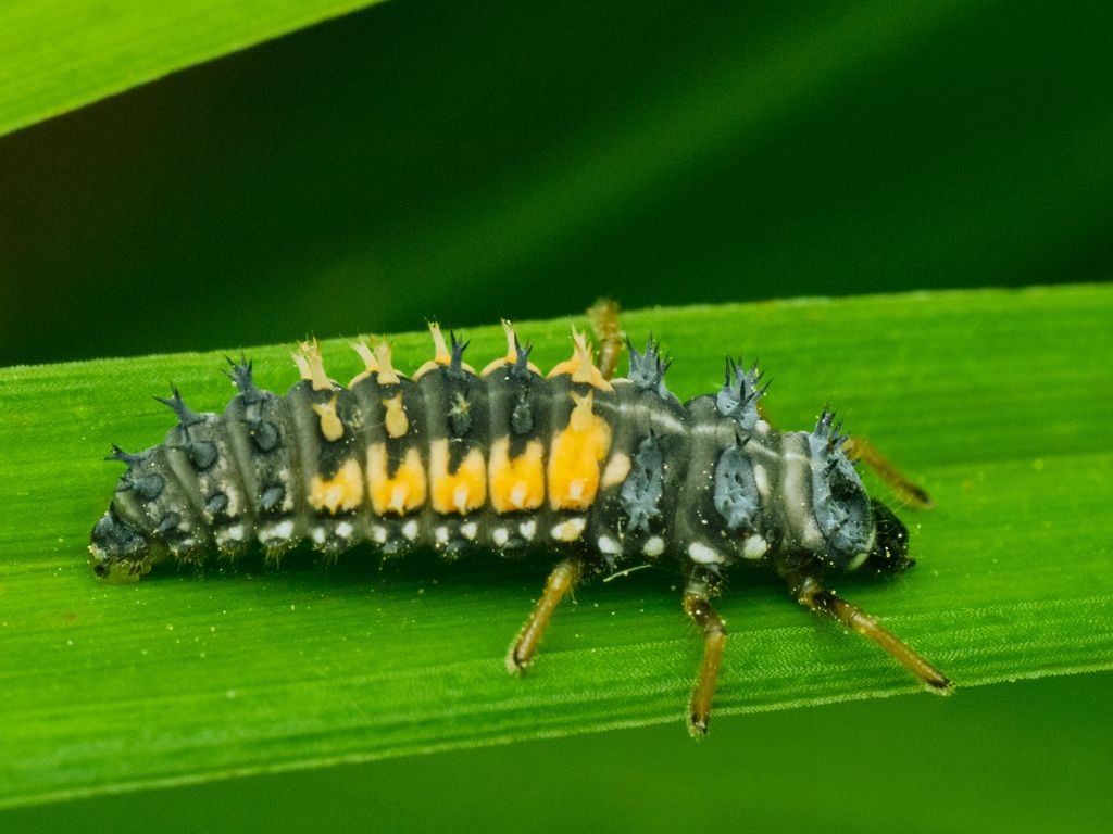 Harlequin Ladybird