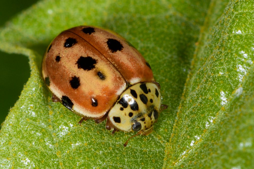 Cream-streaked Ladybird