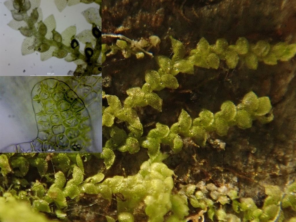 Pointed Pouncewort