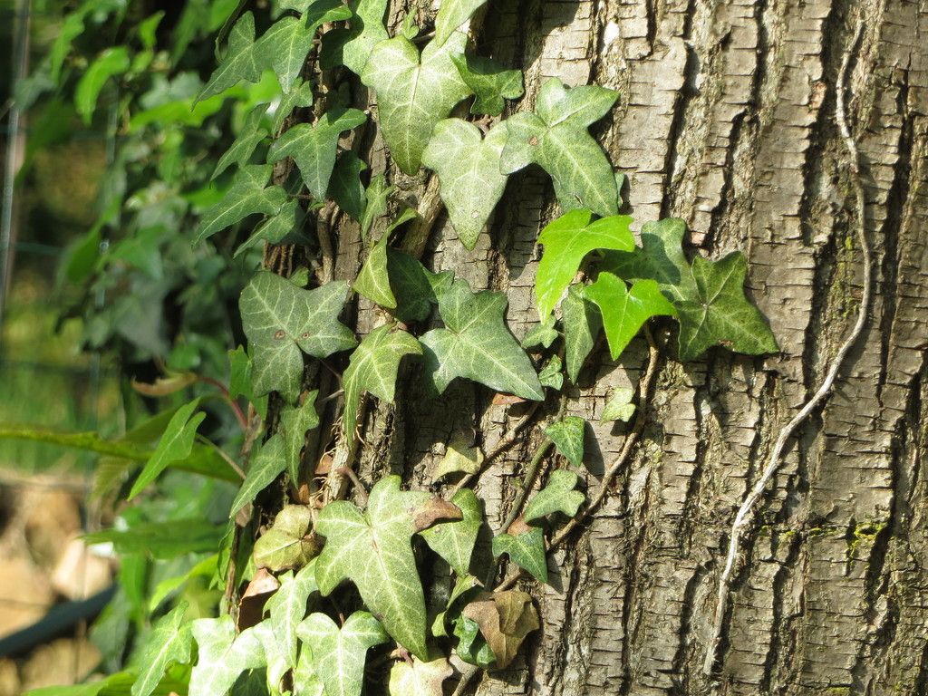 Ivy