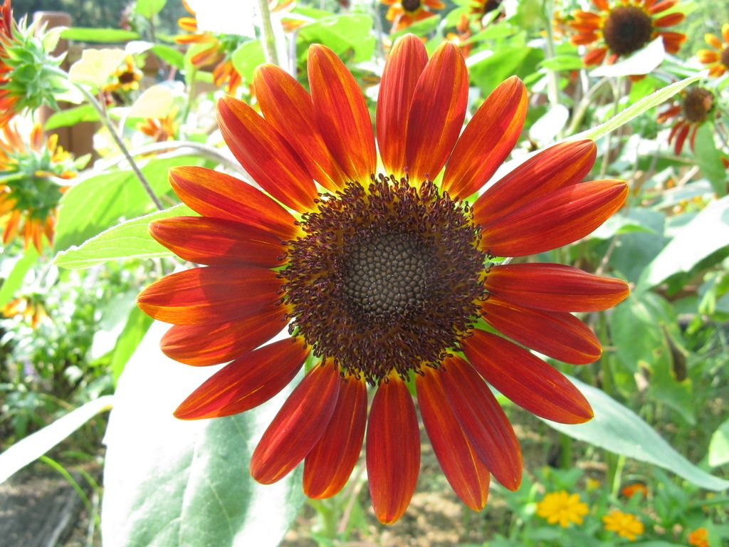 Sunflower