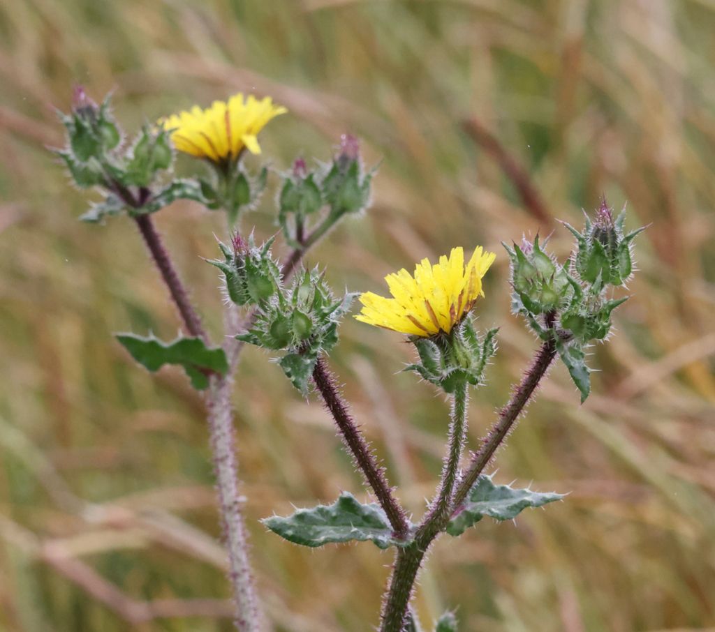 Bristly Oxtongue