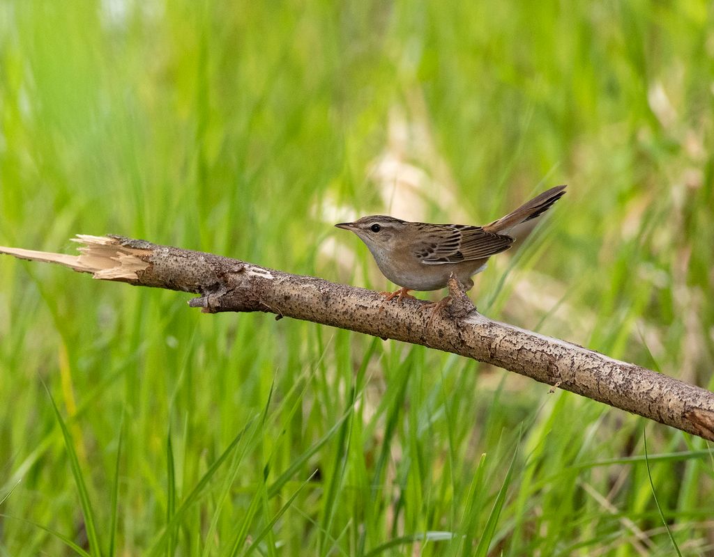 Pallas's Grasshopper Warbler