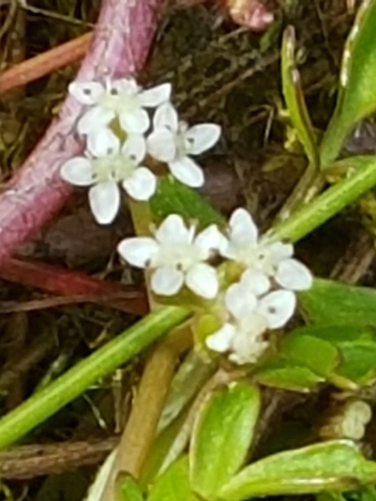 Lesser Marshwort